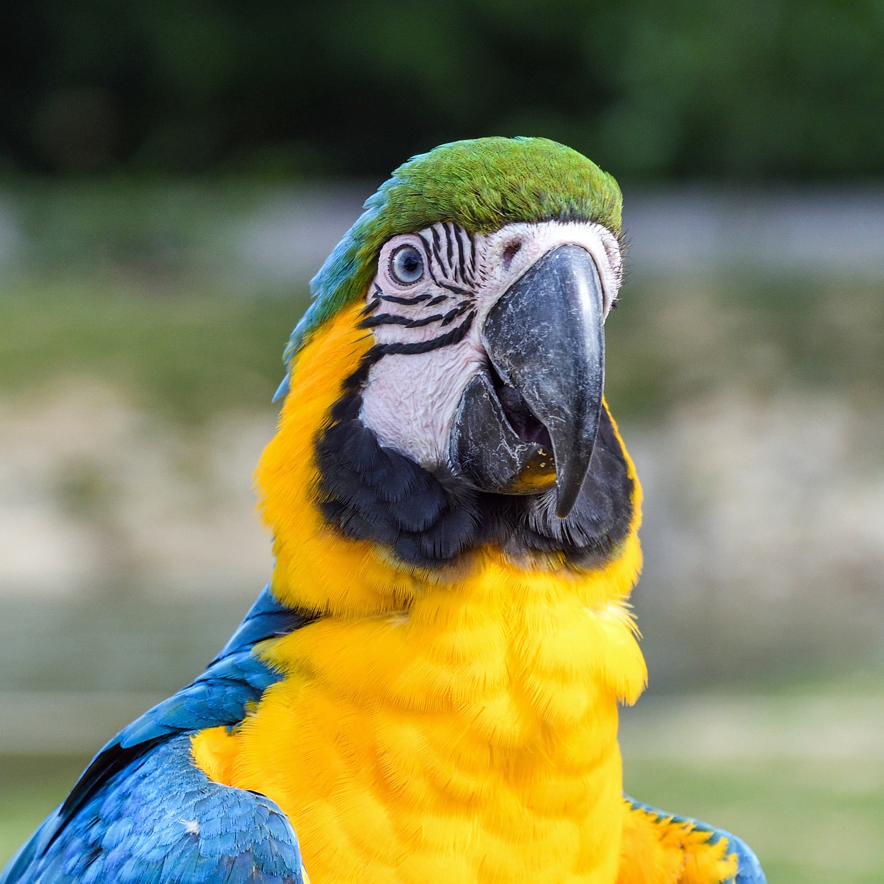 parrot ara bird free photo