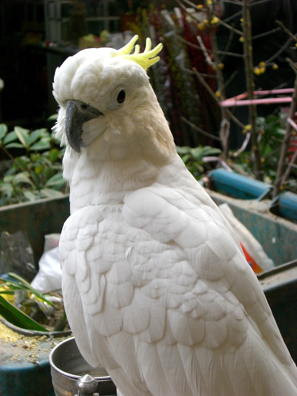 parrot bird animal free photo