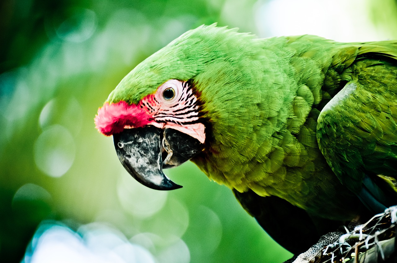 parrot roatan caribbean free photo