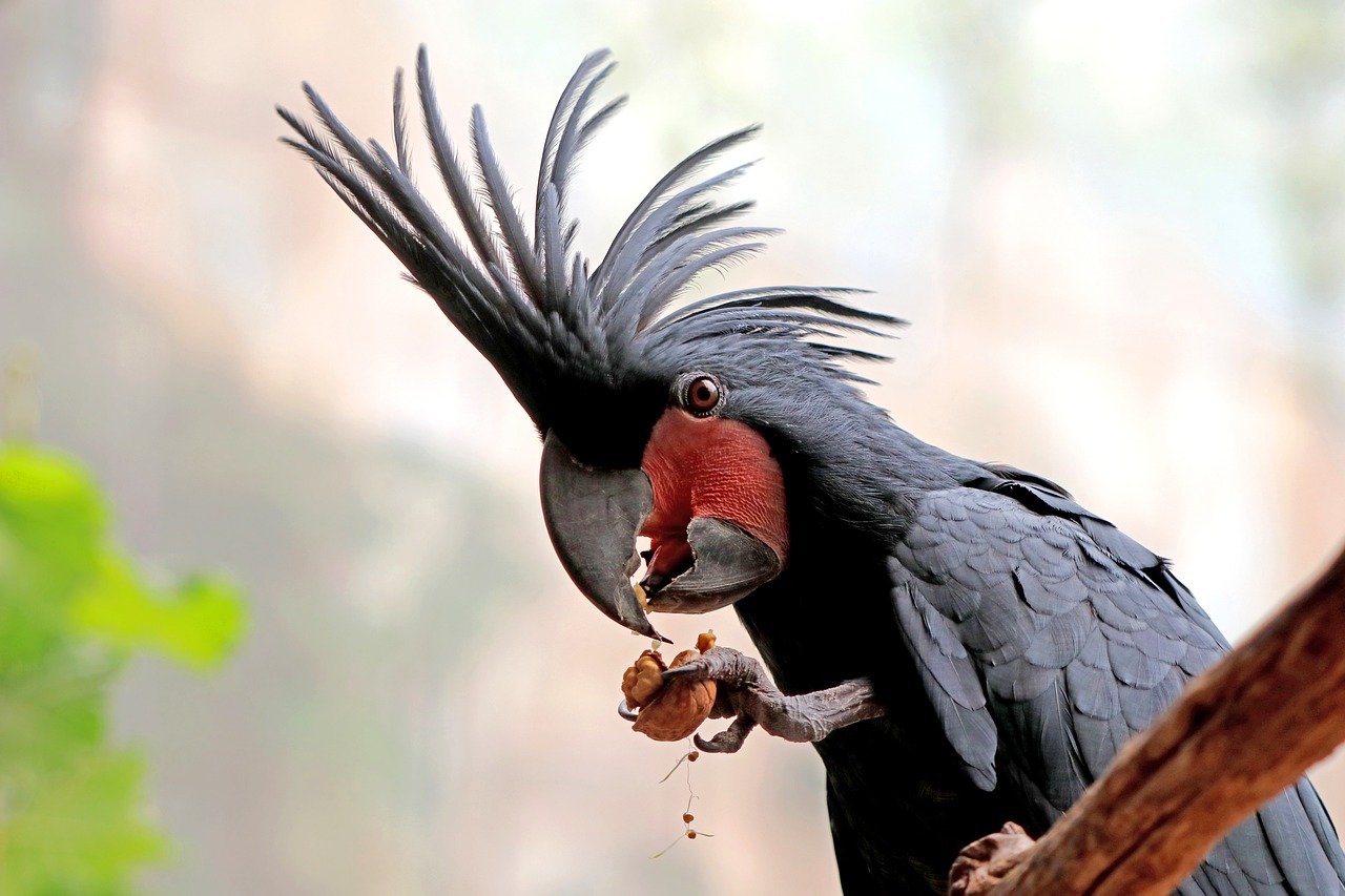 parrot bird colorful free photo