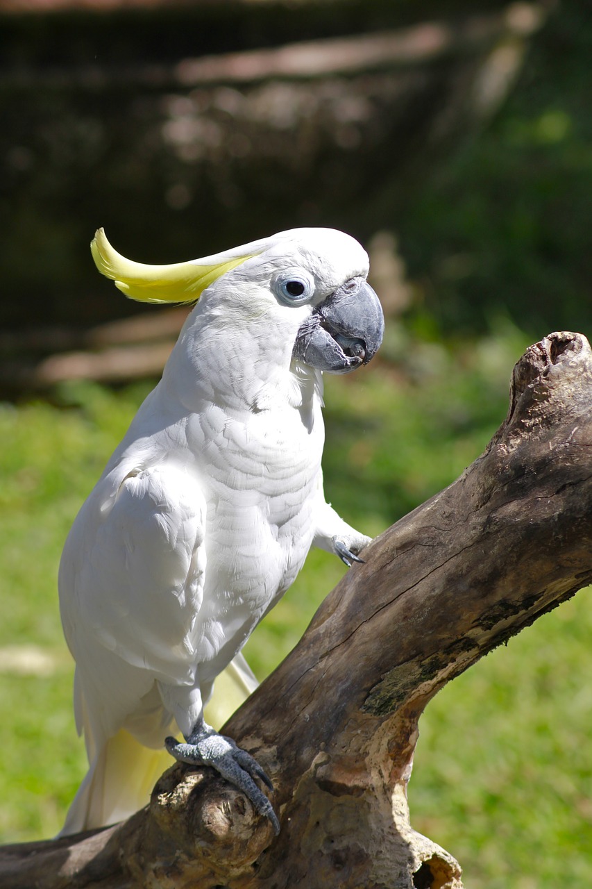 parrot bird bali free photo