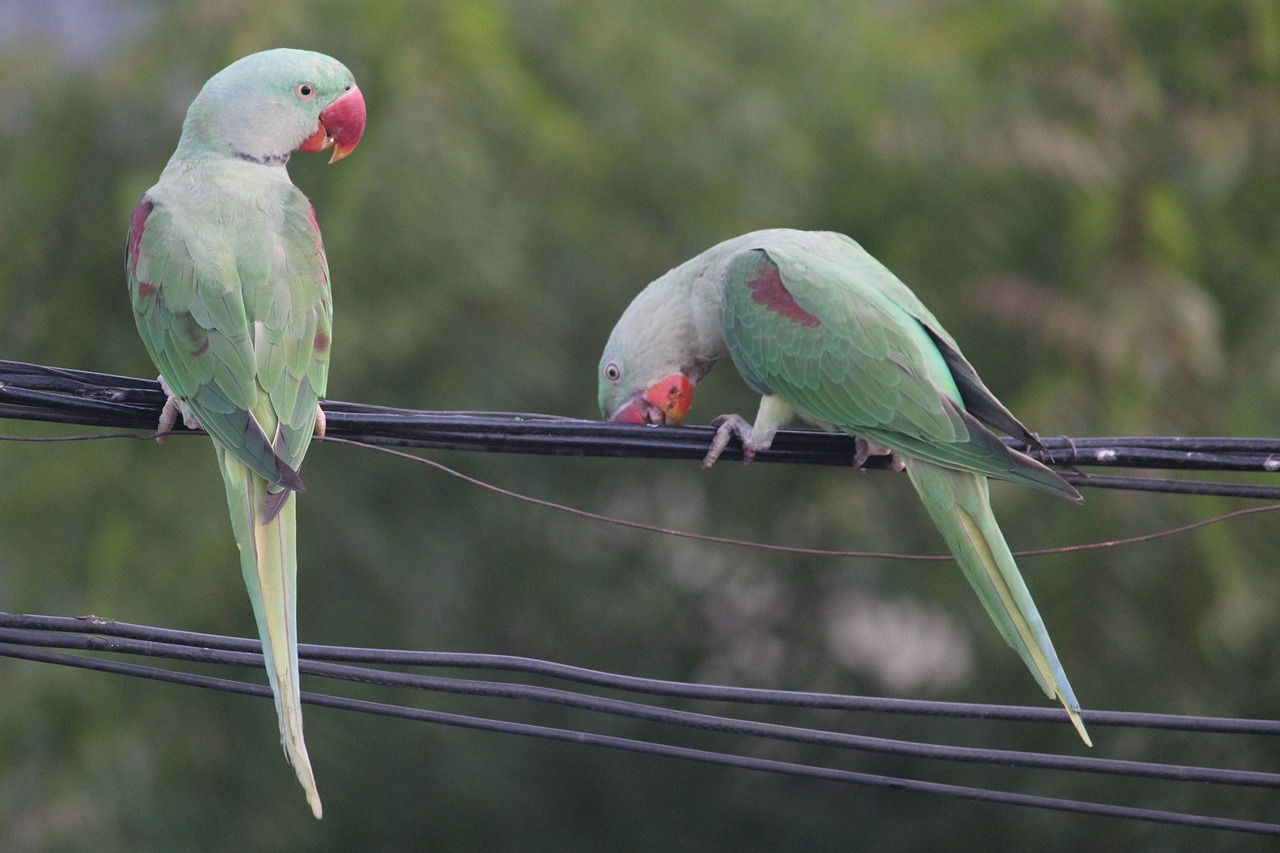 parrot parakeet indian ringneck free photo