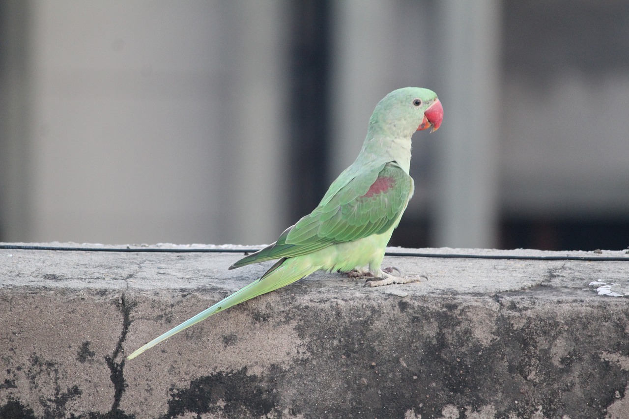 parrot parakeet bird free photo