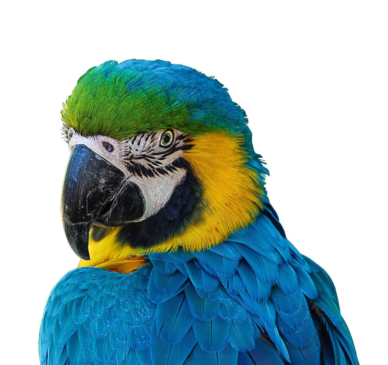 parrot colorful plumage free photo