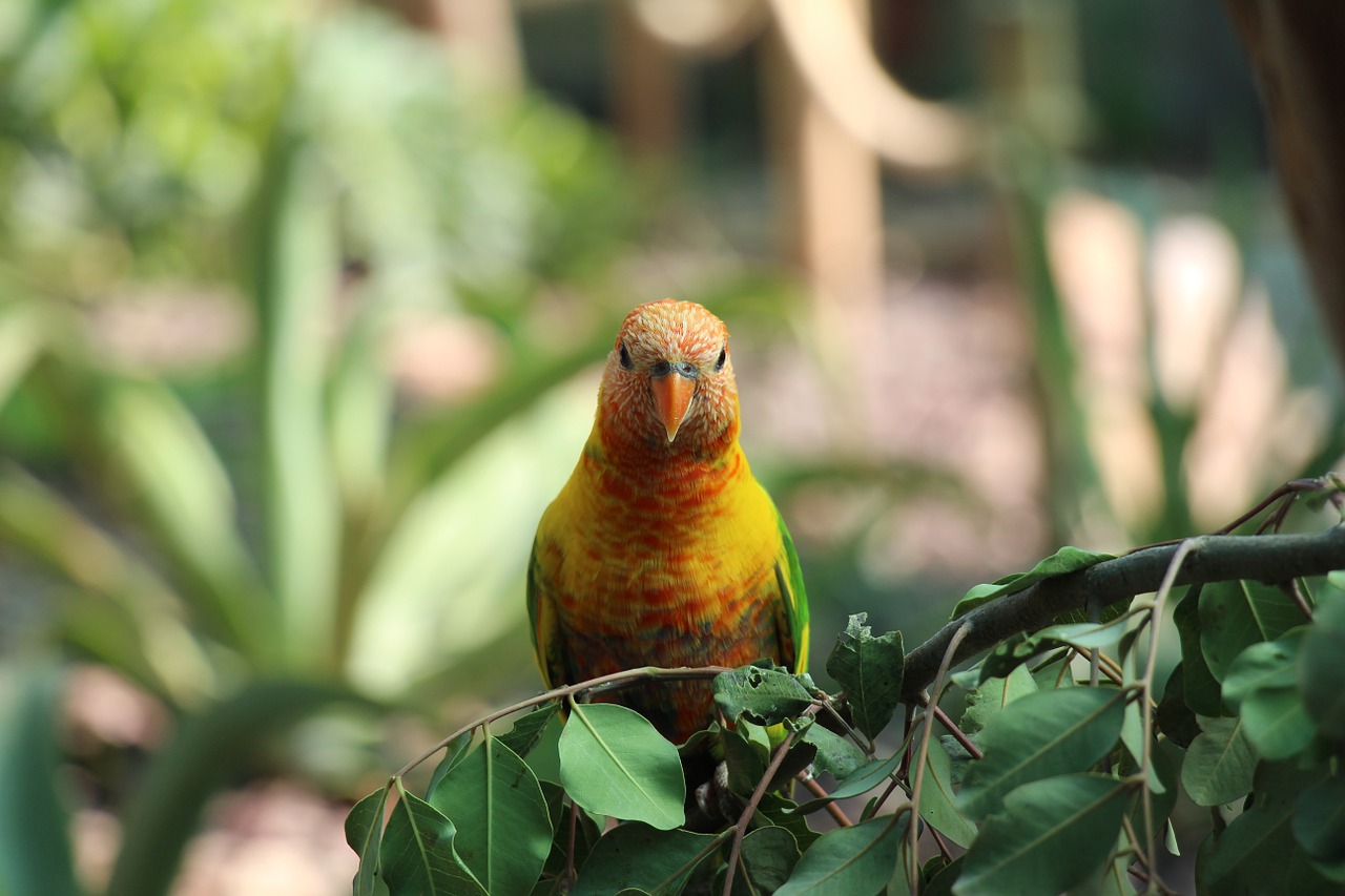 parrot zoo bird free photo