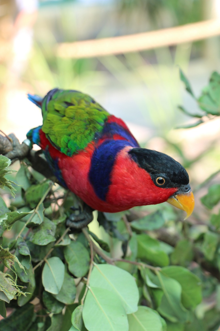 parrot zoo bird free photo