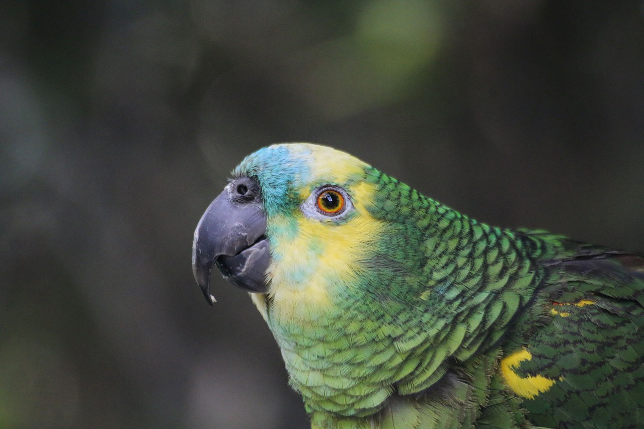 parrot amazon exotic bird free photo