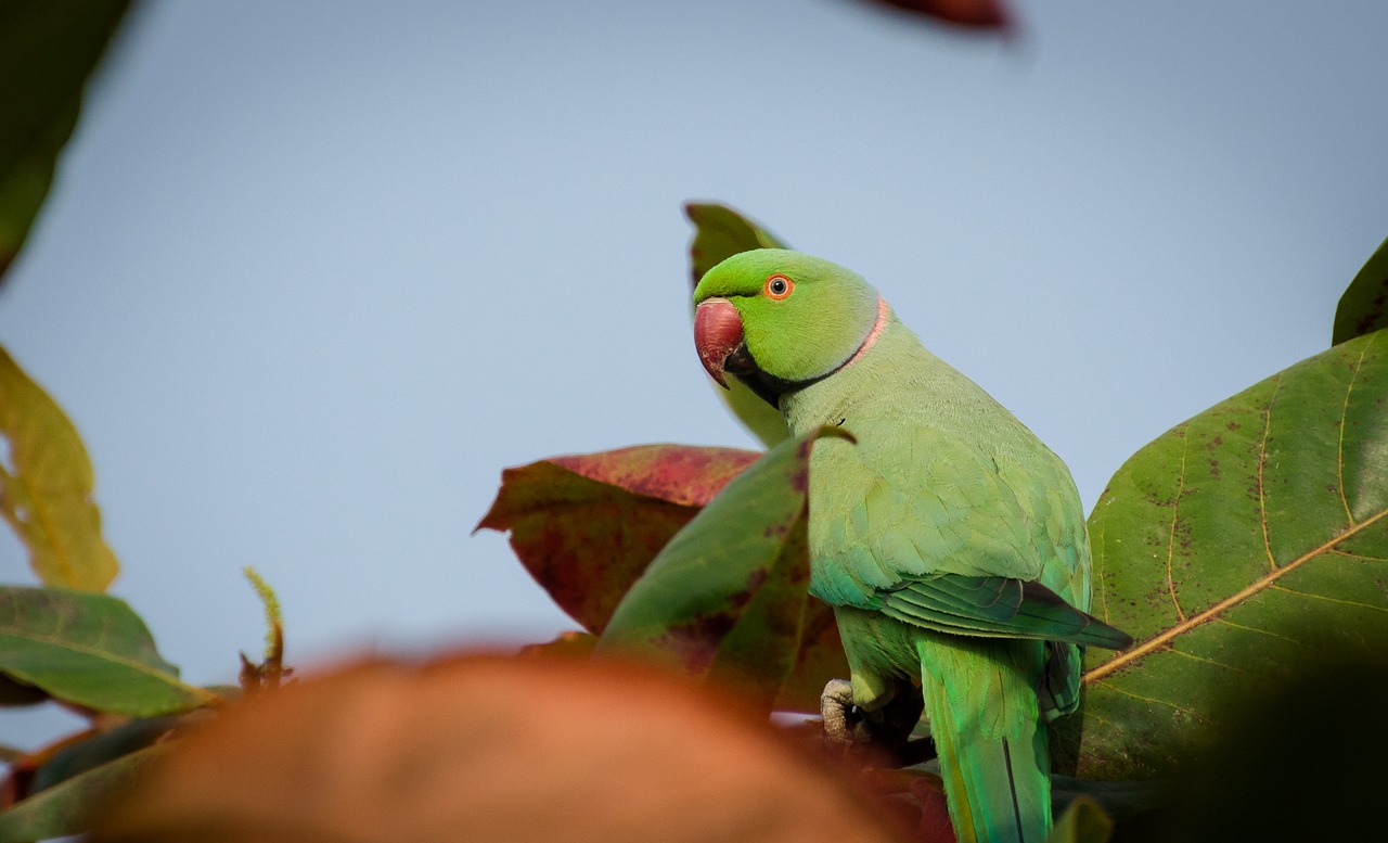 parrot bird nature free photo