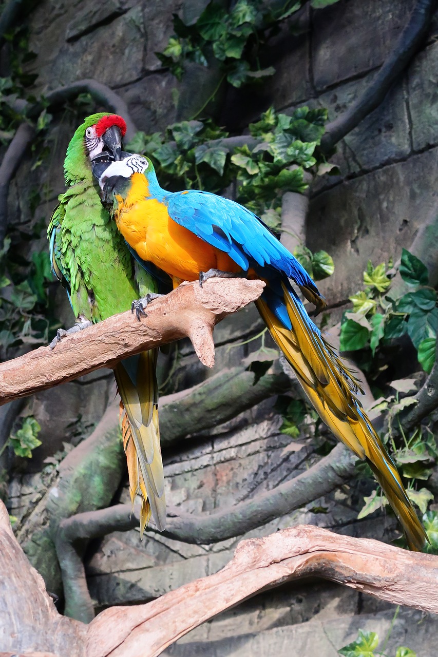 parrot parrots a flock of free photo