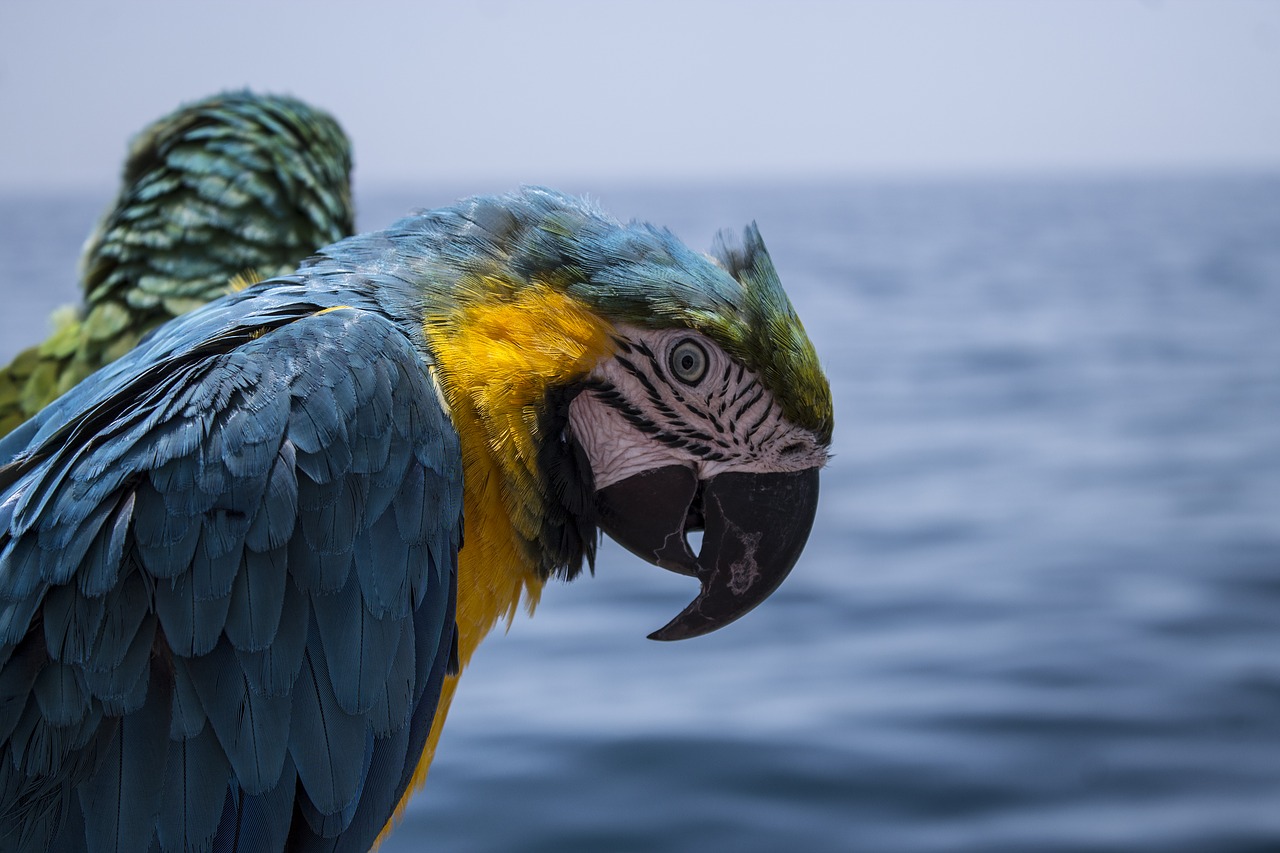 parrot pirate treasure free photo