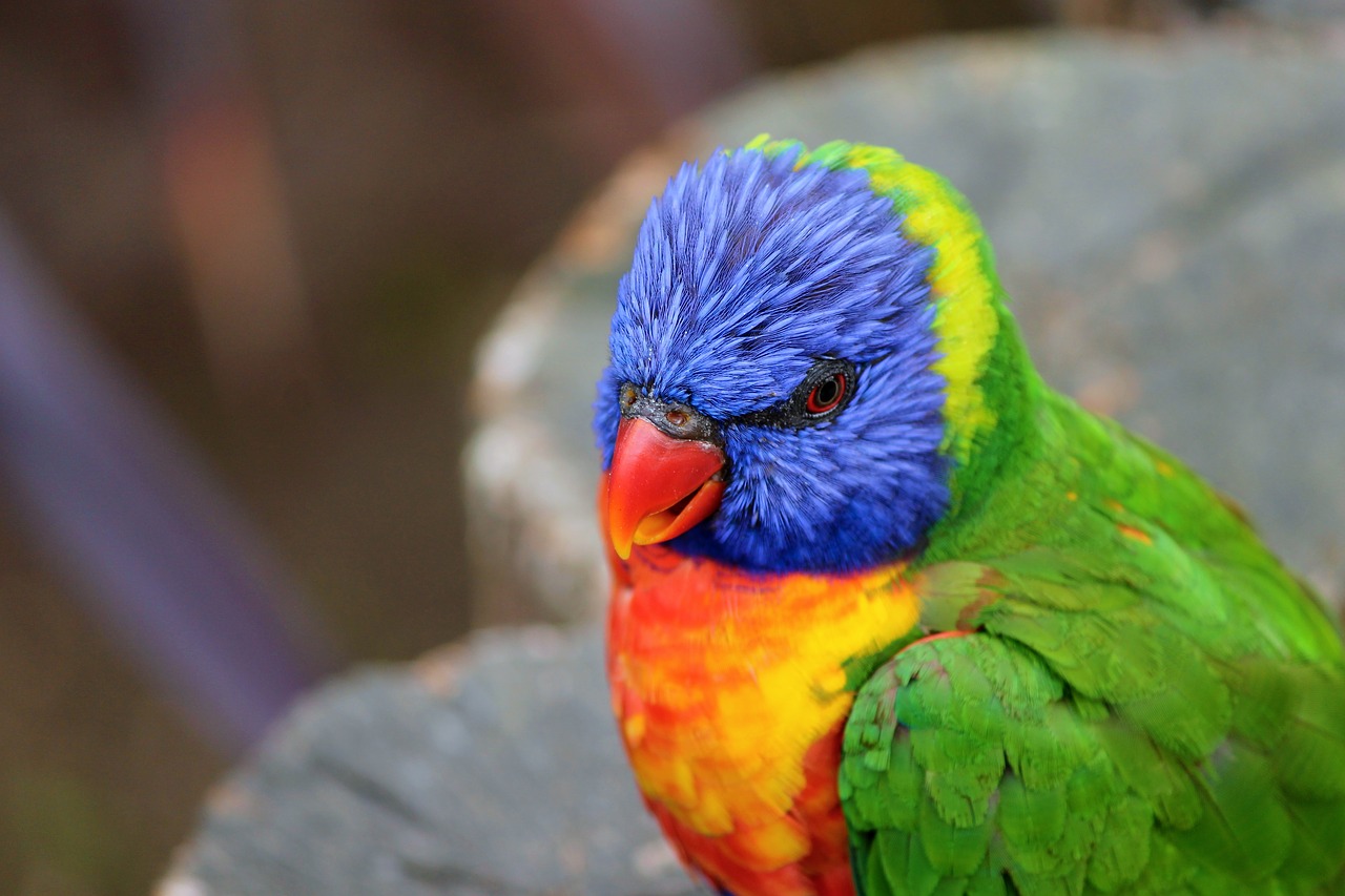 parrot lorikeet trichoglossus rainbow free photo