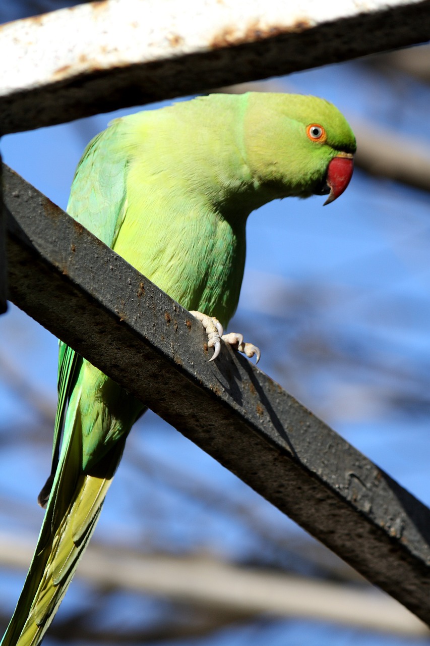 parrot green birds free photo