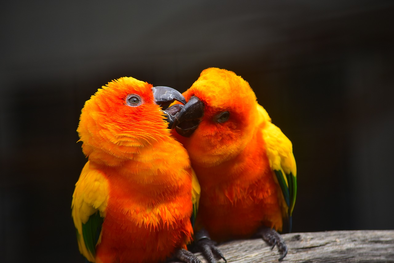 parrot kissing bird free photo