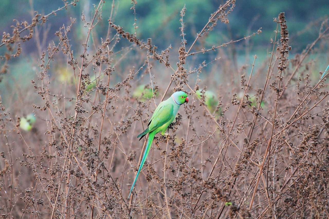 parrot green bird free photo