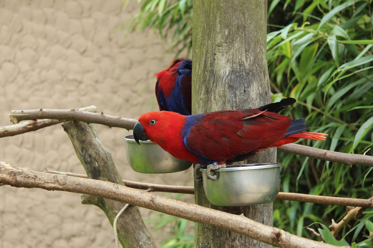 parrot bird park detmold free photo