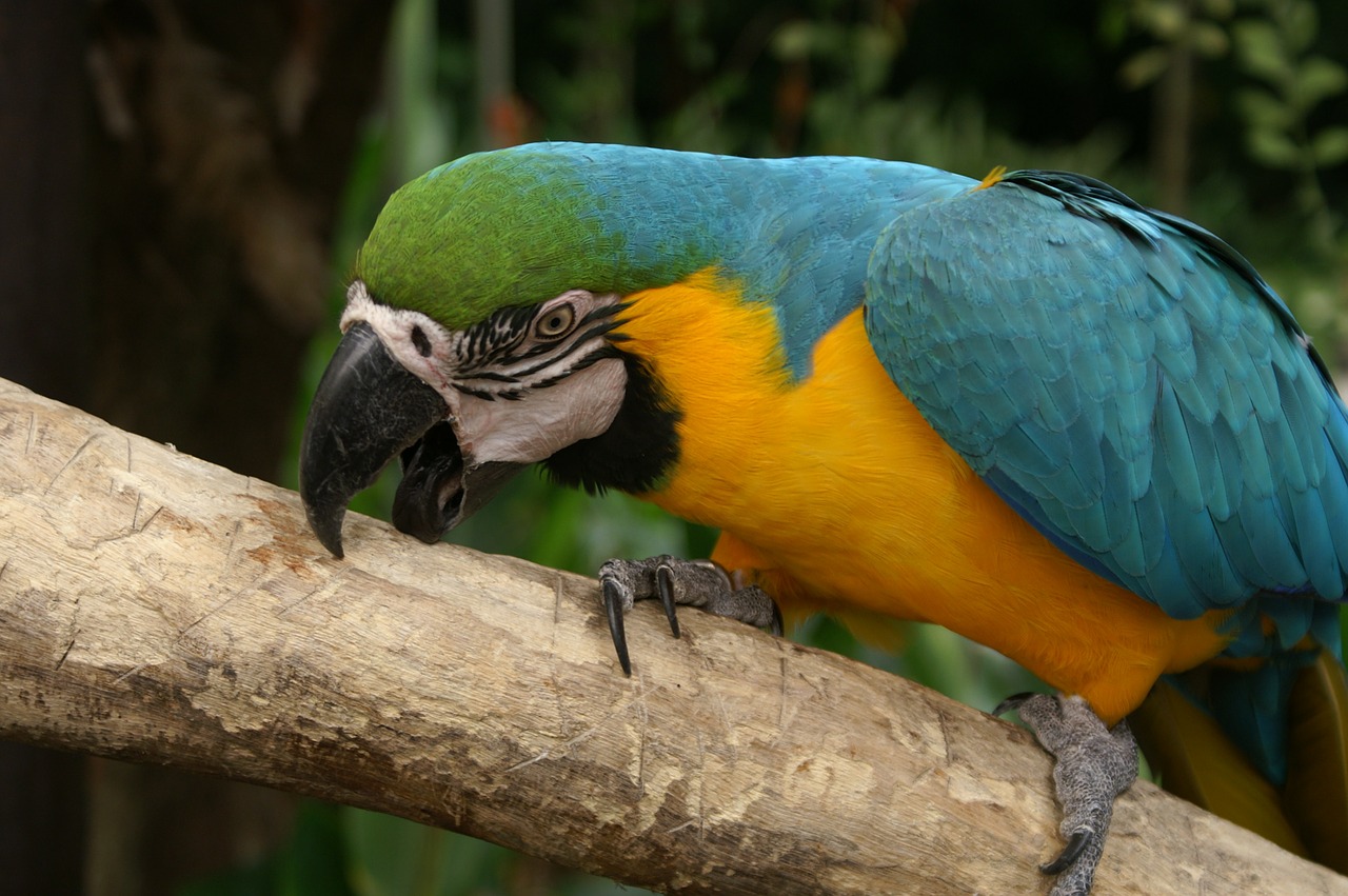 parrot macaw bird free photo