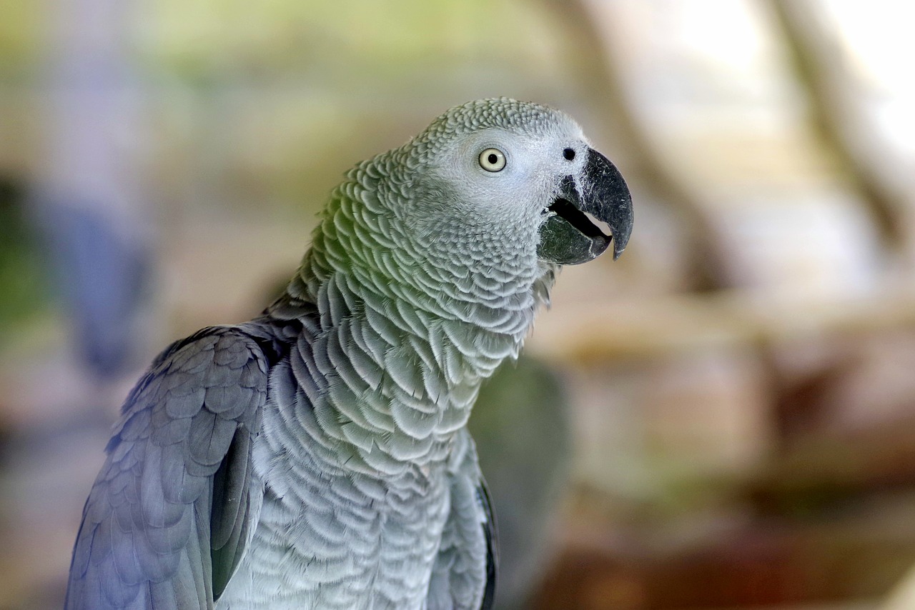 parrot bird exotic free photo