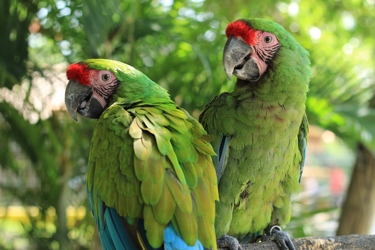 parrot macaw green free photo