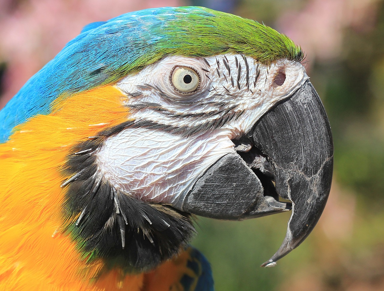 parrot macaw blue macaw free photo