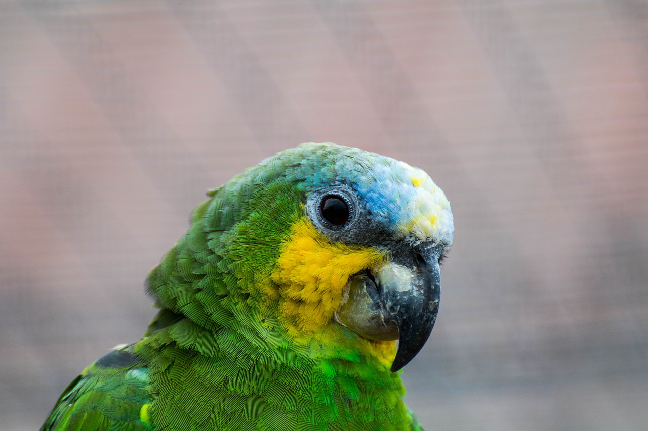 parrot bird colorful free photo