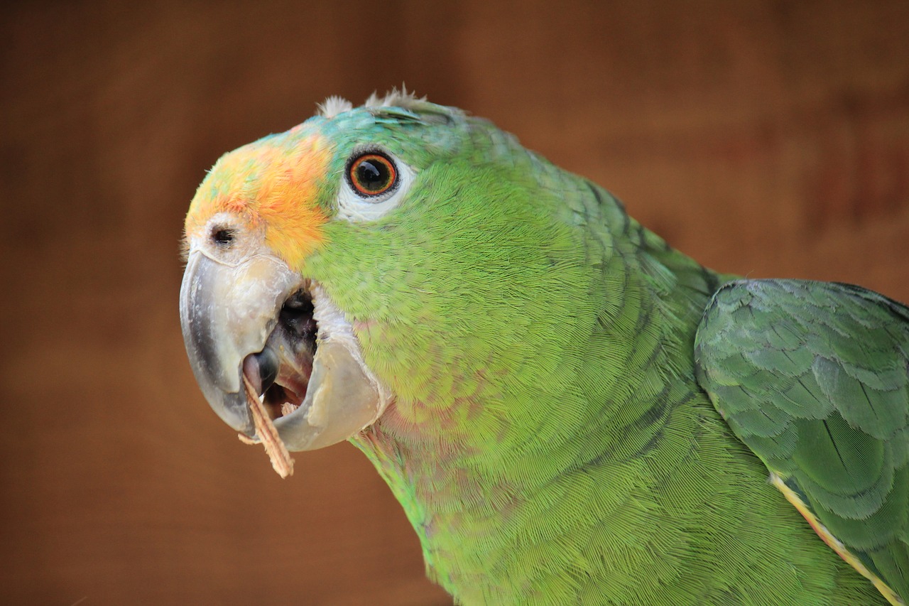 parrot guy beautiful free photo