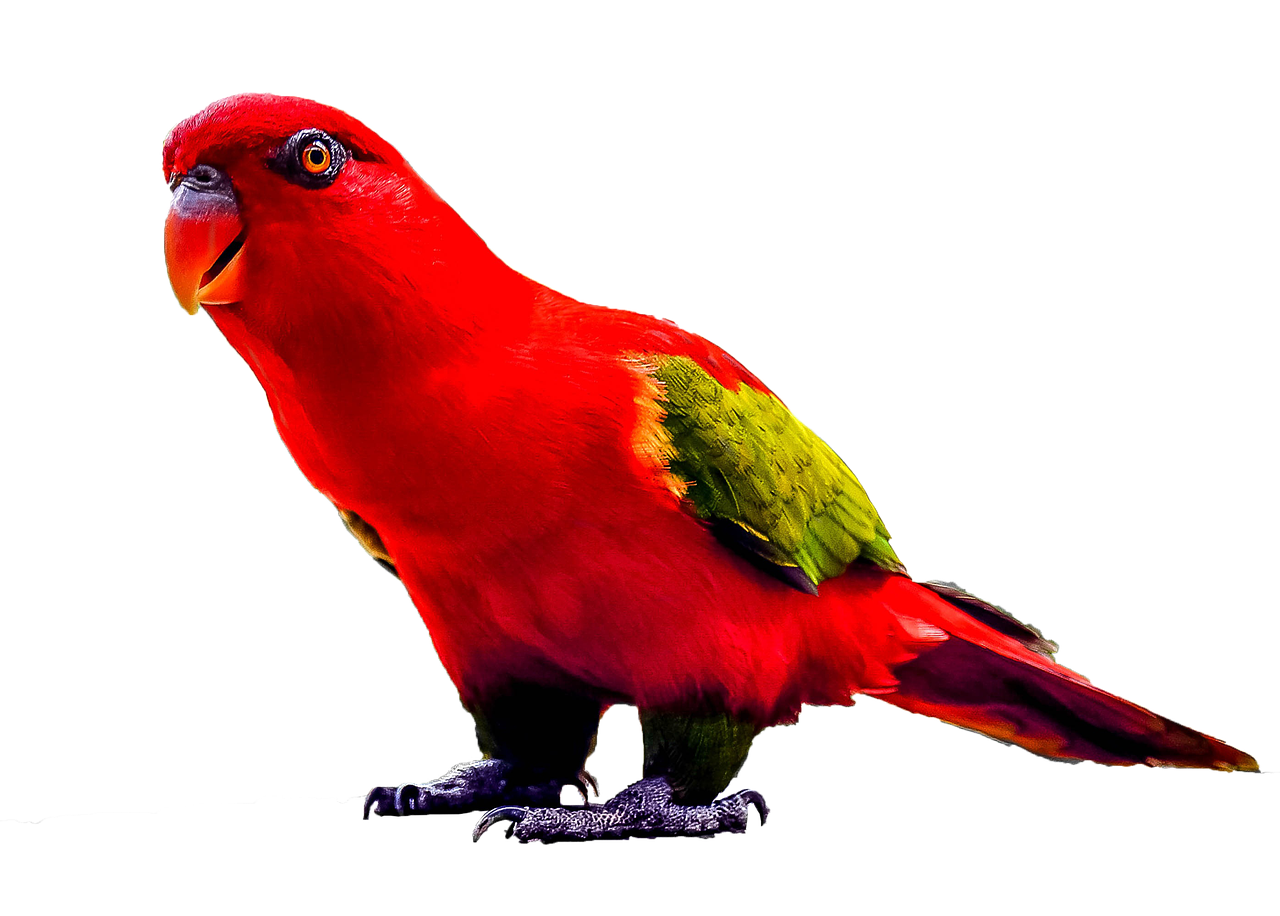 parrot standing red free photo