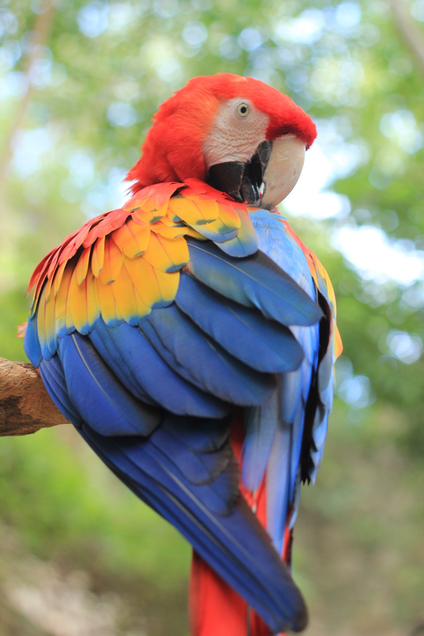parrot ara birds free photo