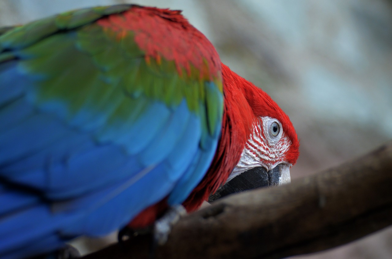 parrot bird enclosure free photo