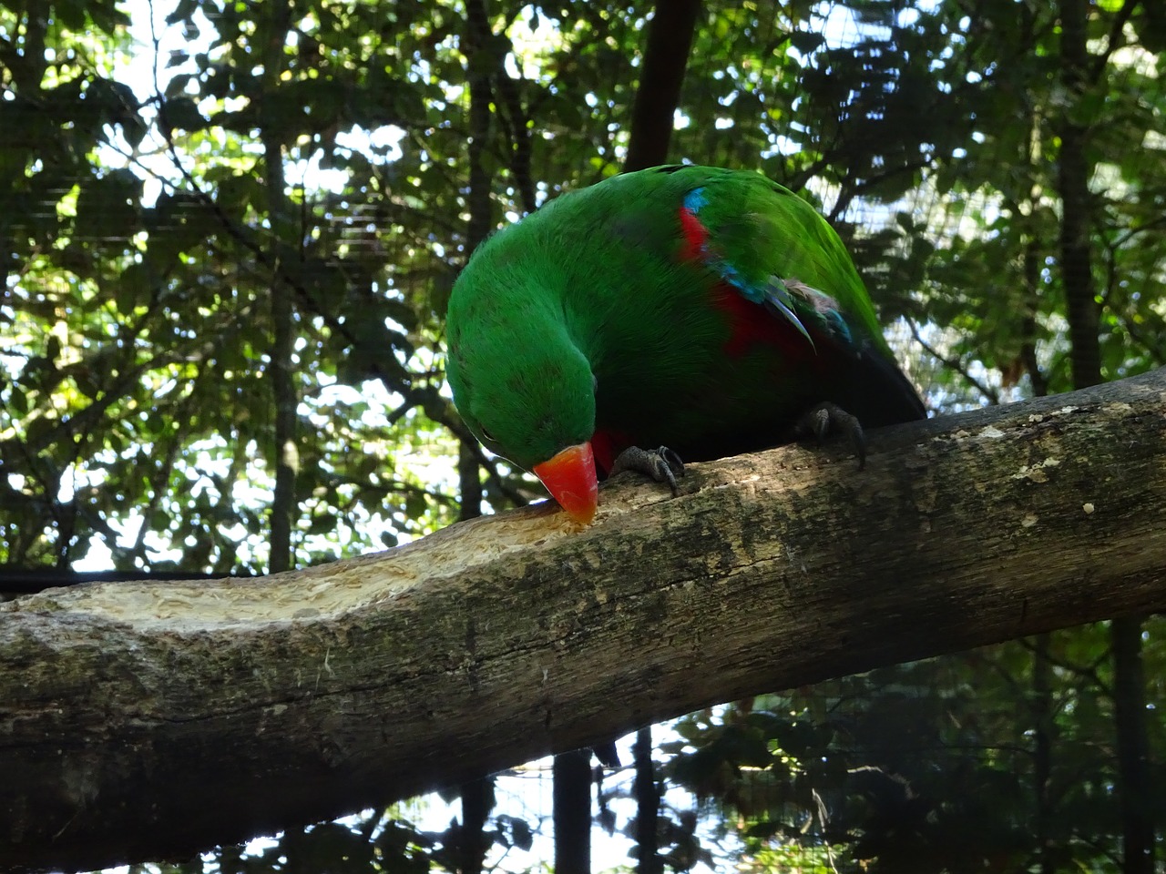 parrot green colorful free photo