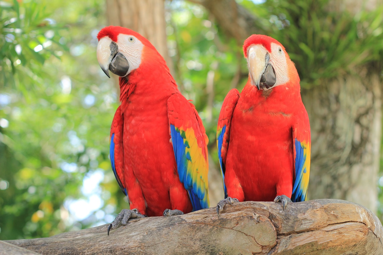 parrot scarlet macaw ave free photo