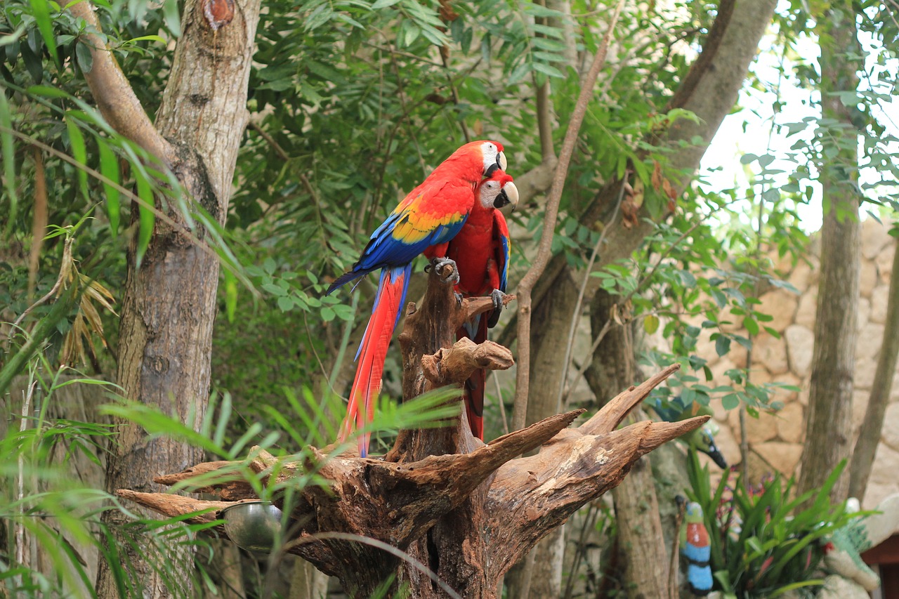 parrot scarlet macaw ave free photo