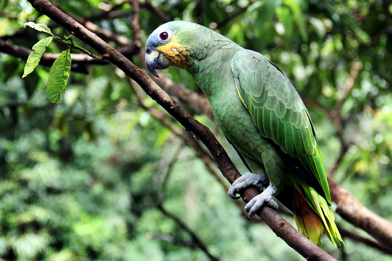 parrot bird amazon free photo