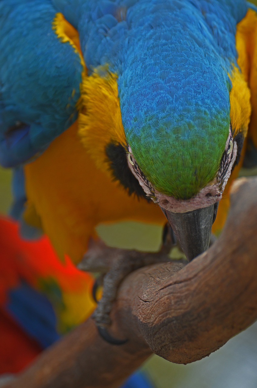 parrot bird colorful free photo
