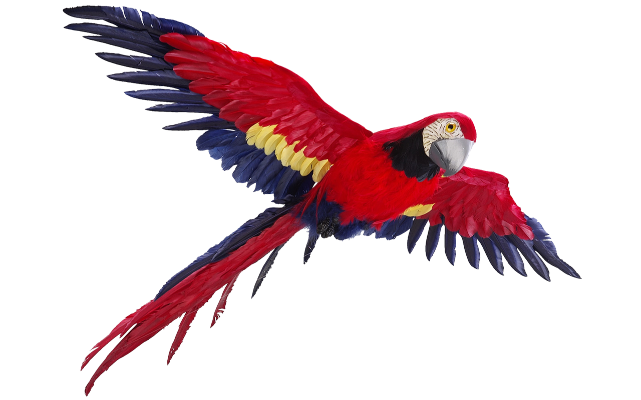 parrot isolated flight free photo