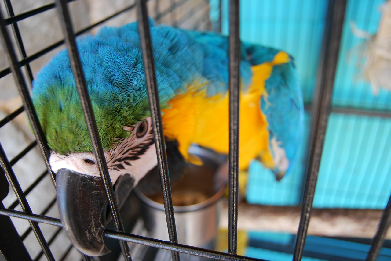 parrot cage birdcage free photo