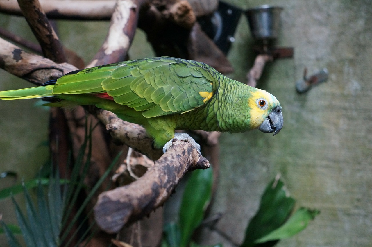 parrot ara green free photo