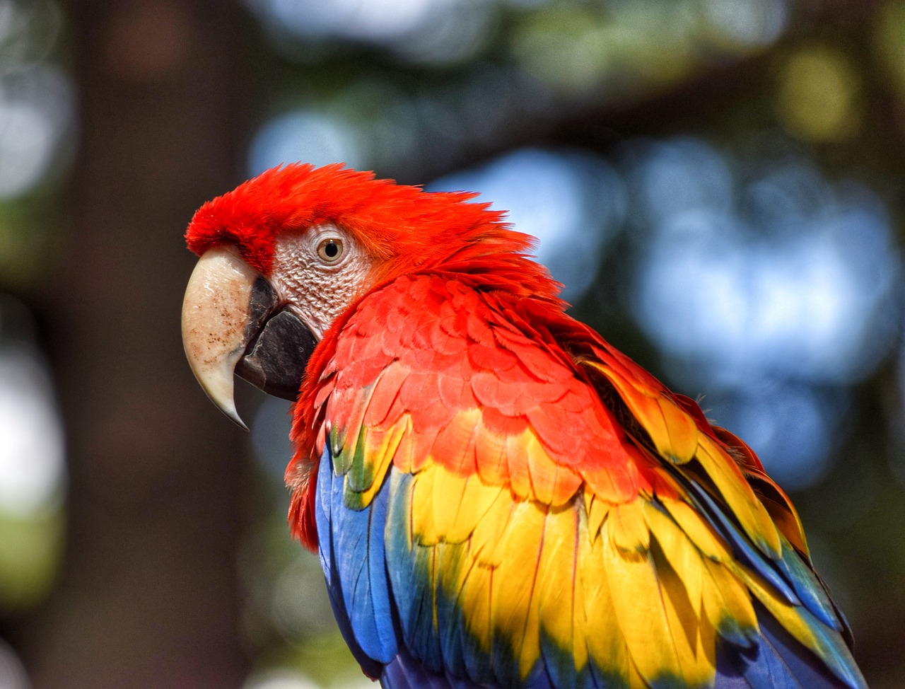 parrot bird volatile free photo