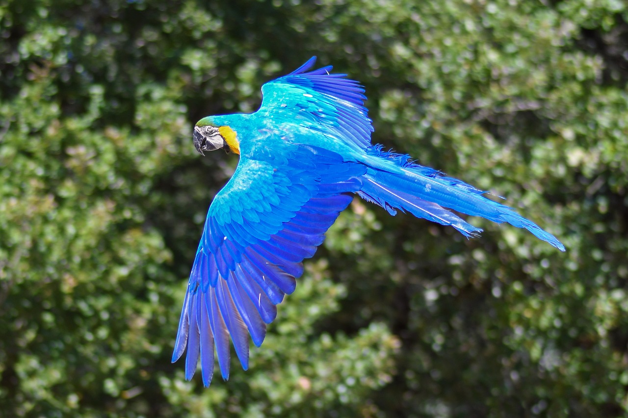 parrot blue macaw fly free photo