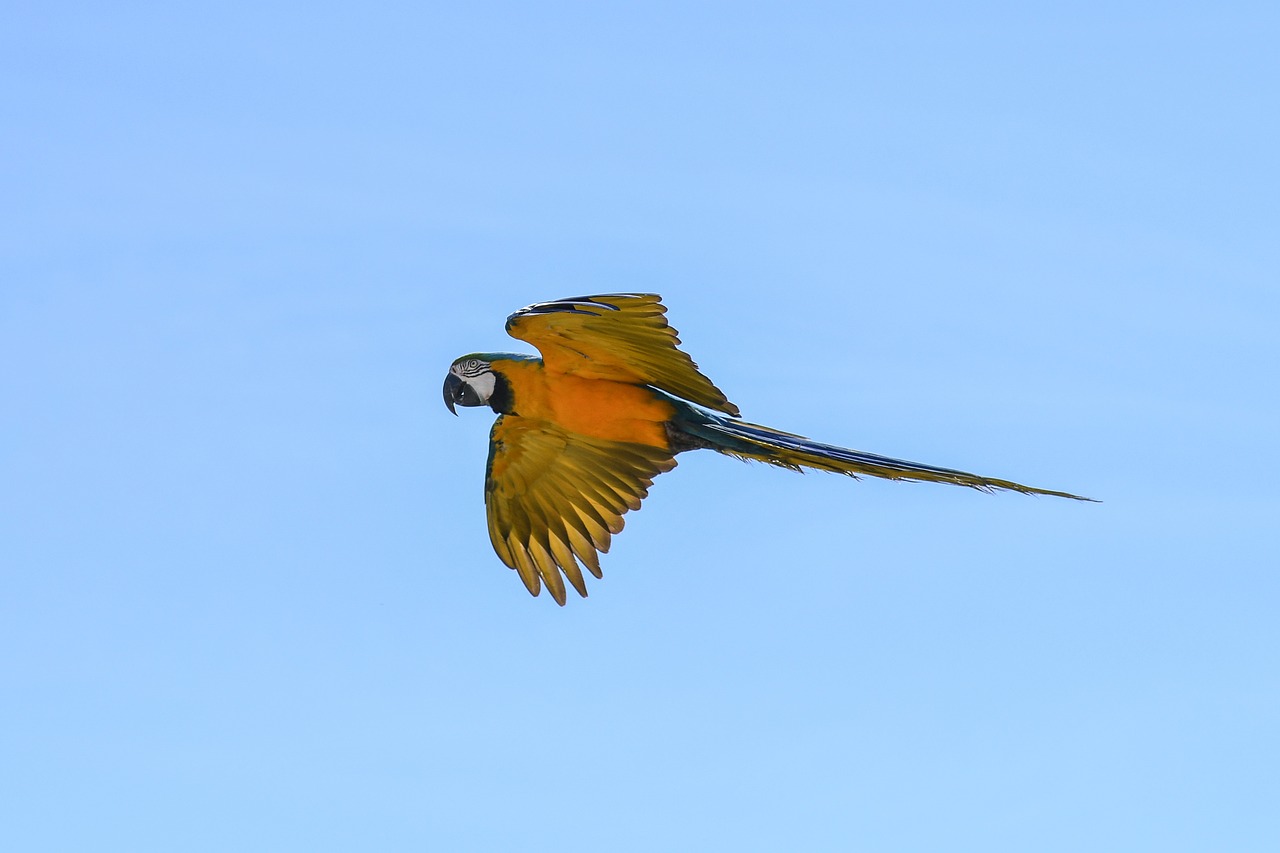 parrot blue macaw fly free photo