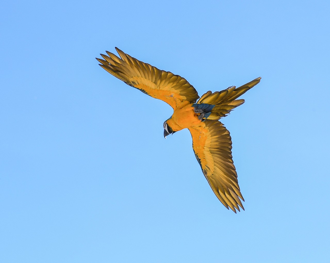 parrot blue macaw fly free photo