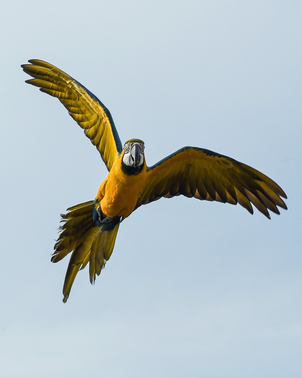 parrot blue macaw fly free photo