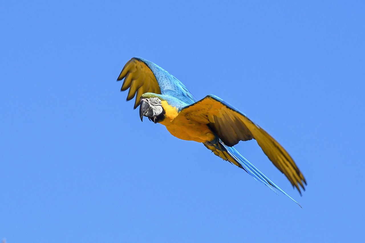 parrot blue macaw fly free photo