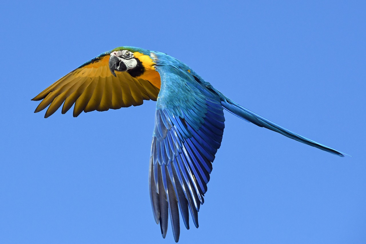 parrot blue macaw fly free photo