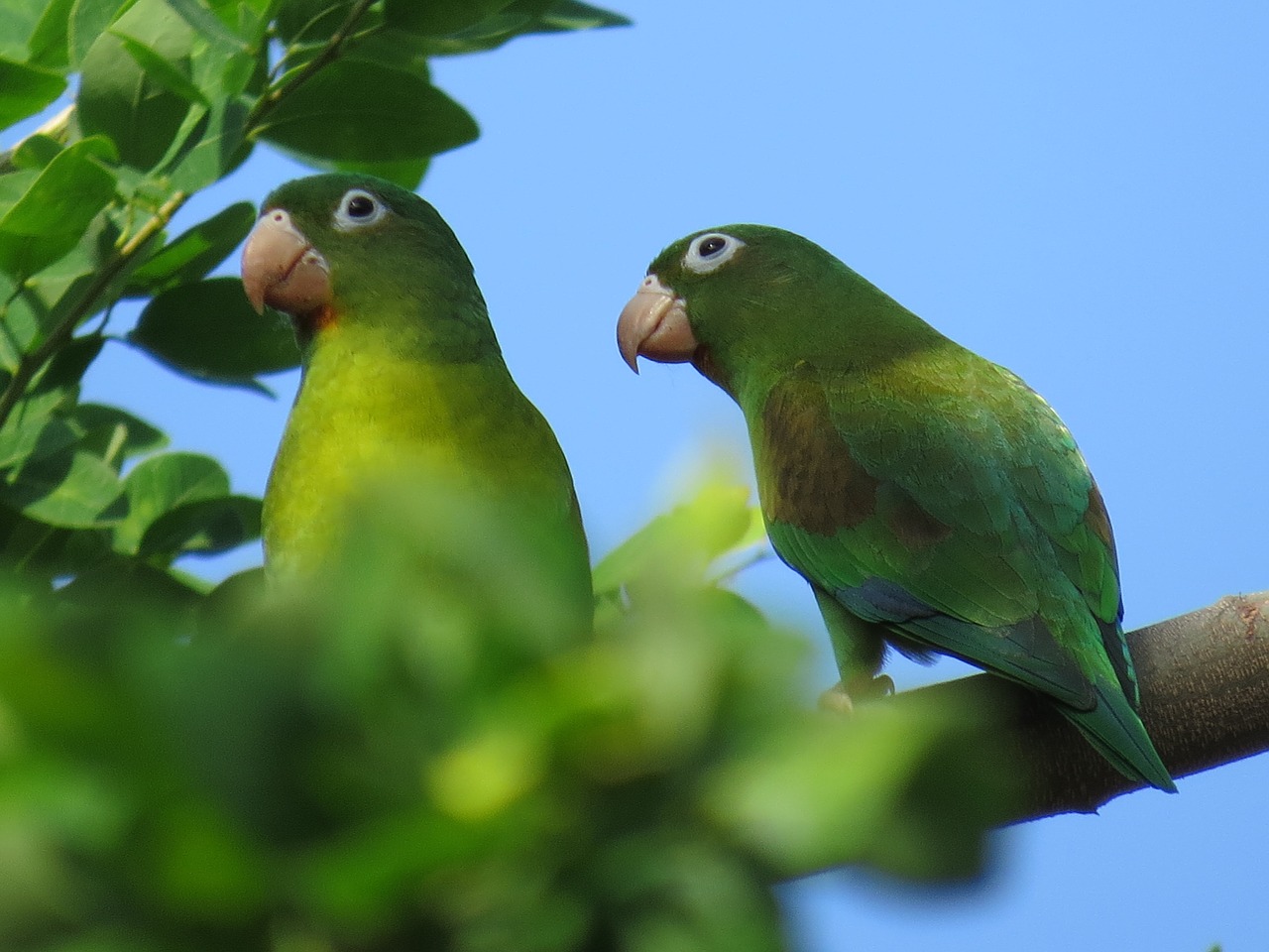 parrot bird ave free photo