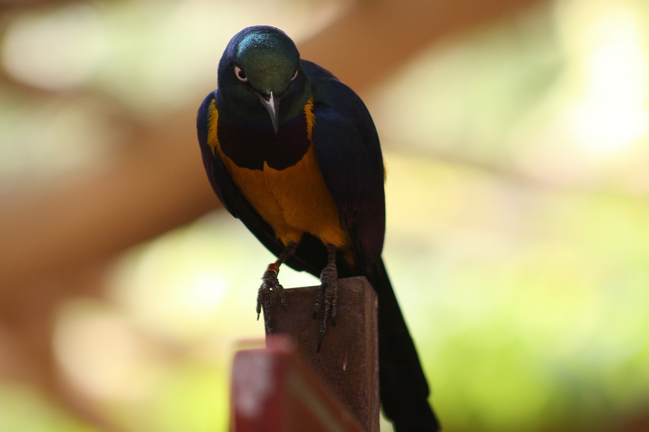 parrot colorful tiefenschärfe free photo