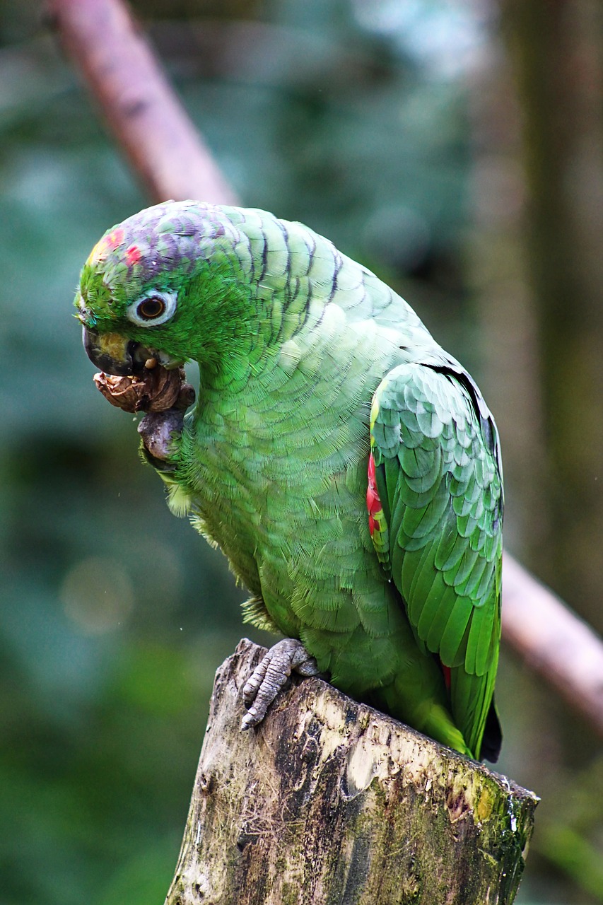 parrot papagáj arra free photo