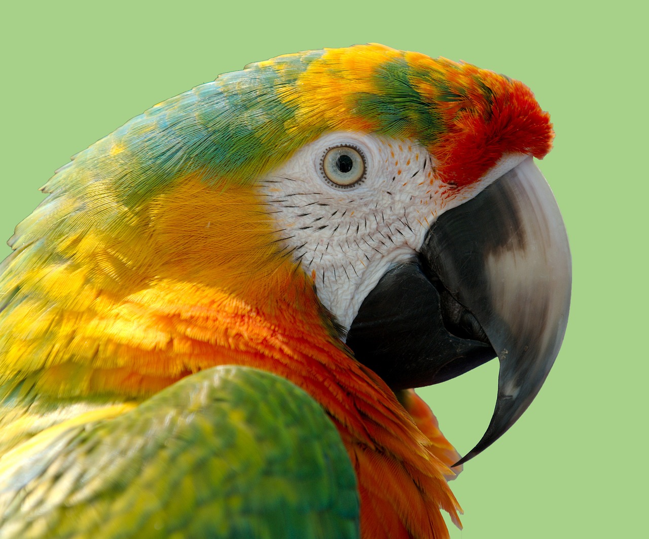 parrot macaw bird free photo