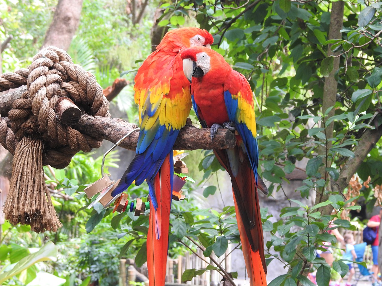 parrot bird wildlife free photo