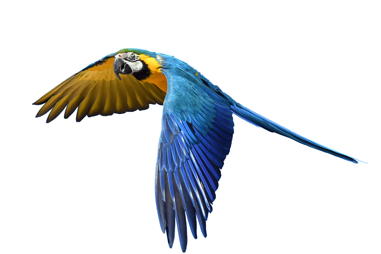 parrot flight isolated free photo