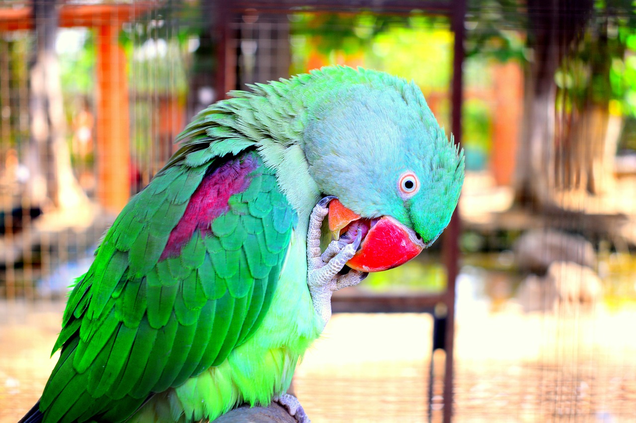 parrot birds design free photo